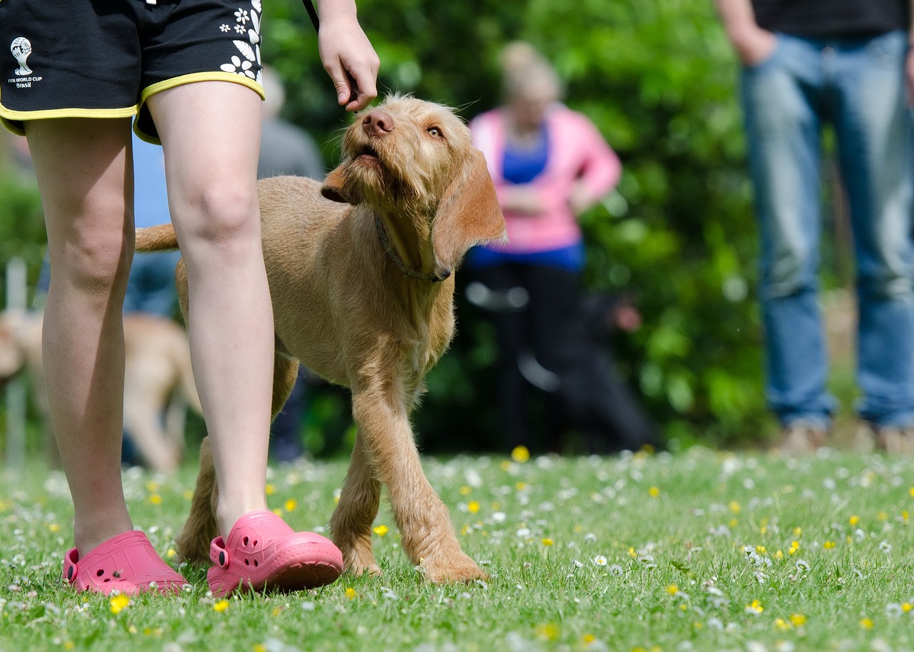 Home Security: How a Dog Can Help